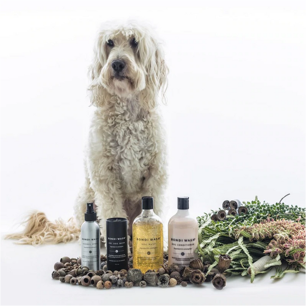 Verfris je liefste viervoeter simpel en makkelijk tussen de wasbeurten door met deze vegan Dry Dog Wash van Bondi Wash. Deze zachte, geheel natuurlijke formule is ontwikkeld met de geur van paperbark en citroengras en is speciaal ontworpen voor honden die een gevoelige huid hebben. Verwijder geurtjes, vuiligheid én kalmeer en creëer tegelijkertijd een rustgevend gevoel voor je hond. Ontwikkeld met Australisch Banksia-zaadolie voor een luxueuze glanzende vacht. dierproefvrij en natuurlijk.